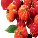 Pitanga (Surinam cherry, Eugenia uniflora)