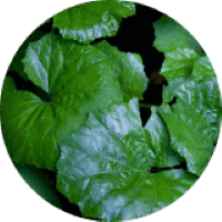 Butterbur