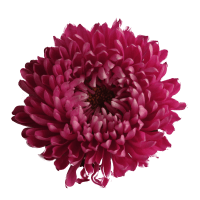 Chrysanthemum