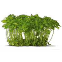 Garden cress