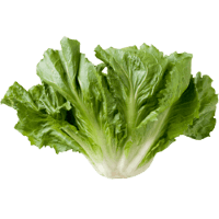 Escarole