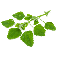 Lambsquarters