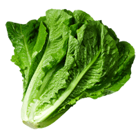 Lettuce