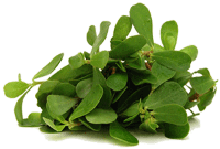 Purslane