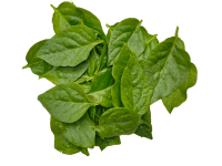 Vine spinach (basella)