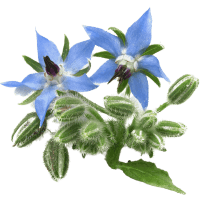 Borage