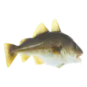 Whitefish raw