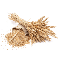 Хорасан пшеницы