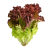 Red leaf lettuce