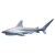 Shark raw
