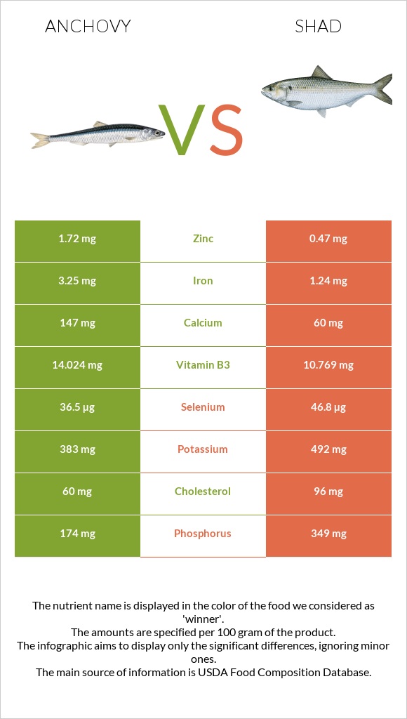 Anchovy vs Shad infographic