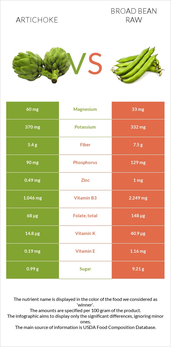 Artichoke vs Broad bean raw infographic