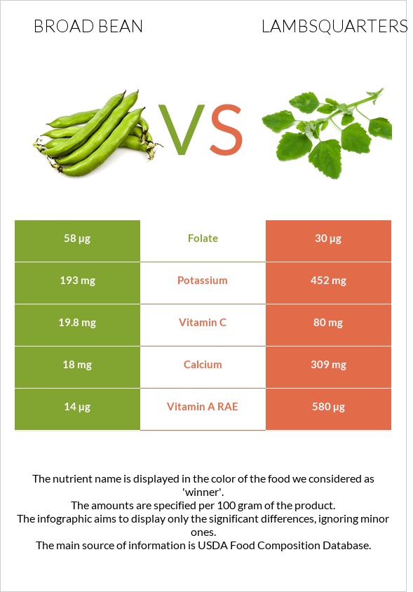 Broad bean vs Lambsquarters infographic
