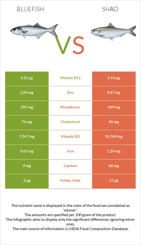 Bluefish vs Shad infographic