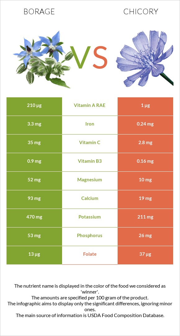 Borage vs Chicory infographic