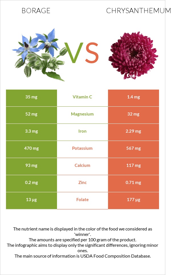 Borage vs Chrysanthemum infographic
