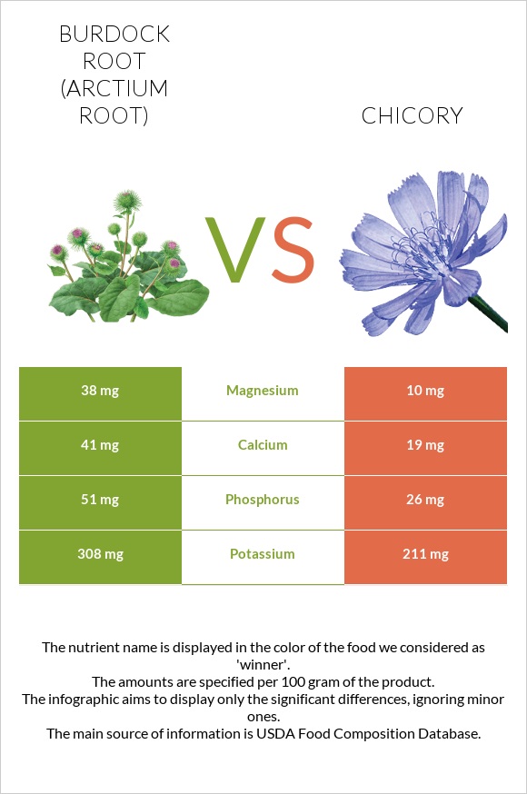 Burdock root vs Chicory infographic