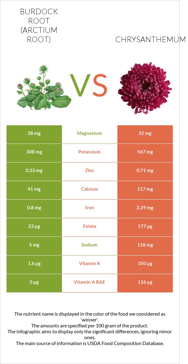 Burdock root vs Chrysanthemum infographic