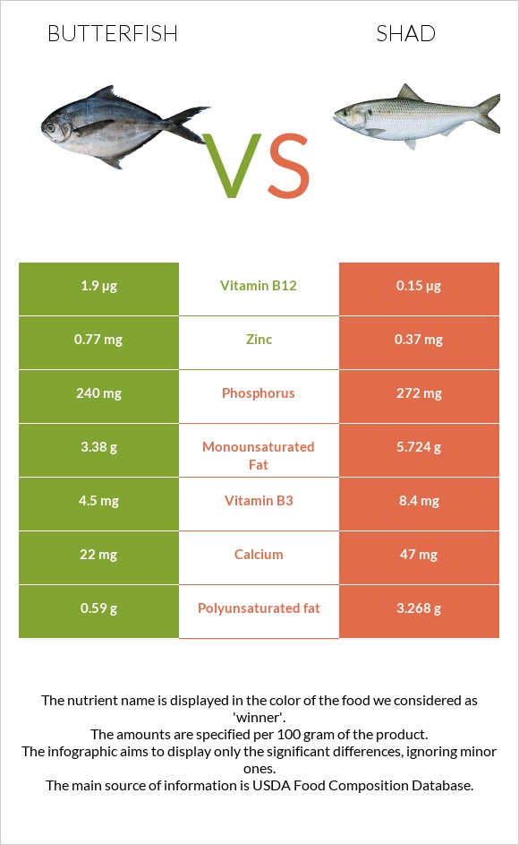 Butterfish vs Shad infographic