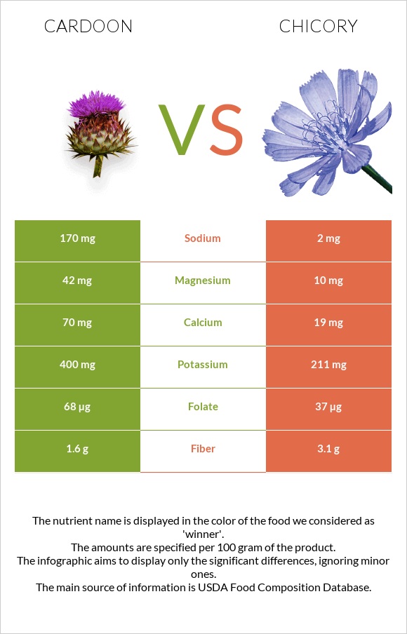 Cardoon vs Chicory infographic