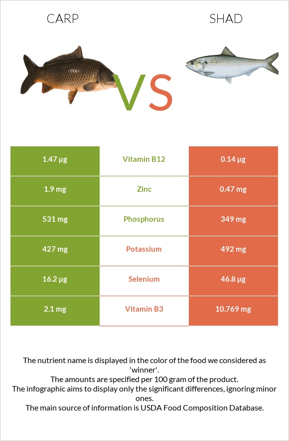 Carp vs Shad infographic