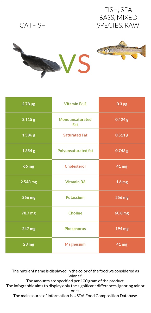 Catfish vs Fish, sea bass, mixed species, raw infographic