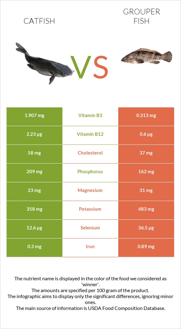 Catfish vs Grouper fish infographic