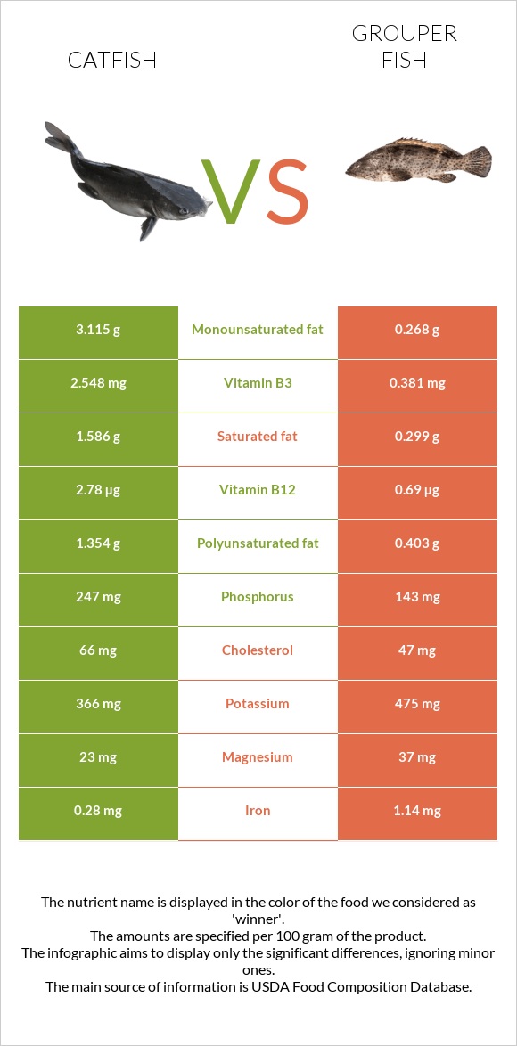 Catfish vs Grouper fish infographic