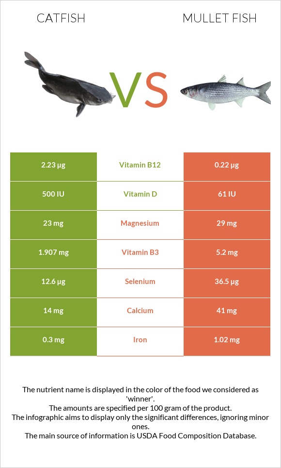 Catfish vs Mullet fish infographic