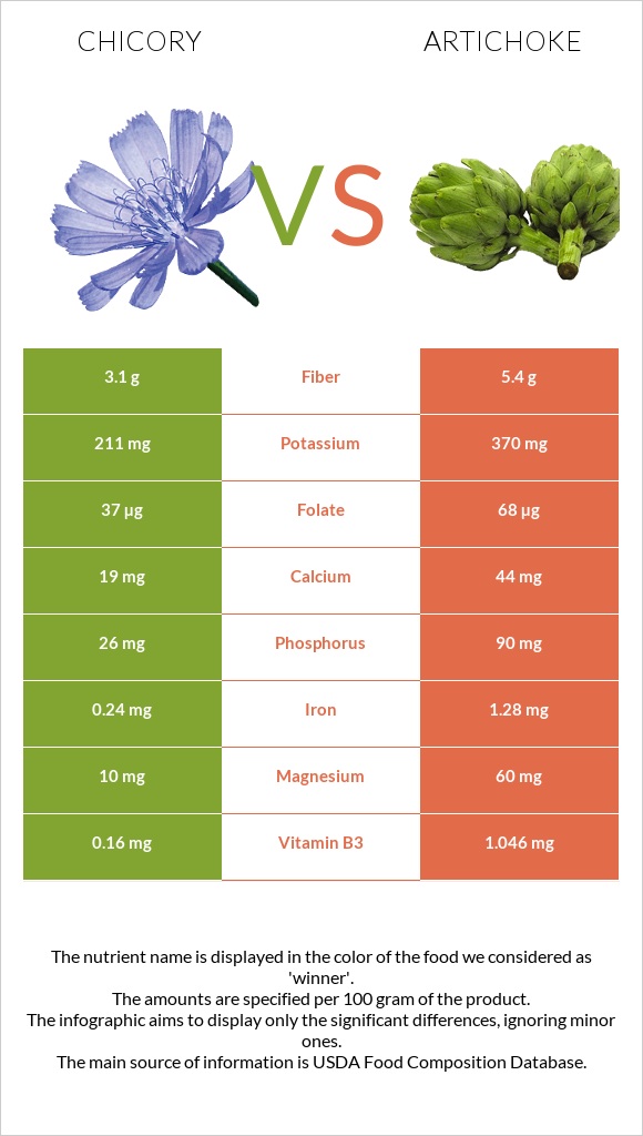 Chicory vs Artichoke infographic