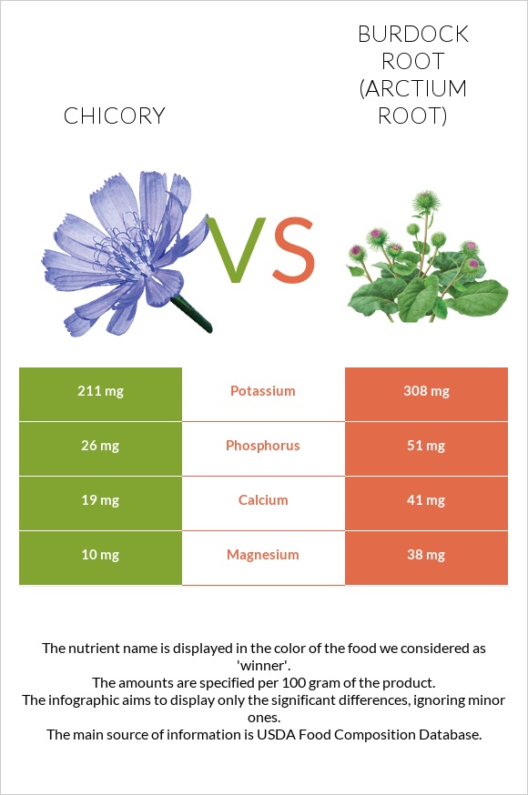 Chicory vs Burdock root infographic