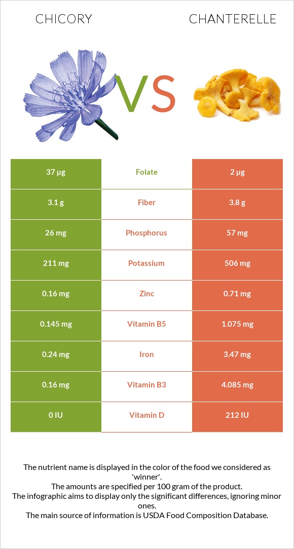 Chicory vs Chanterelle infographic