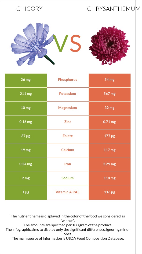 Chicory vs Chrysanthemum infographic