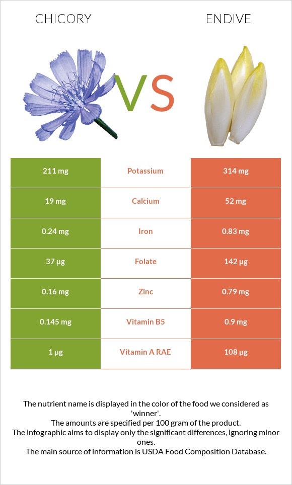 Chicory vs Endive infographic
