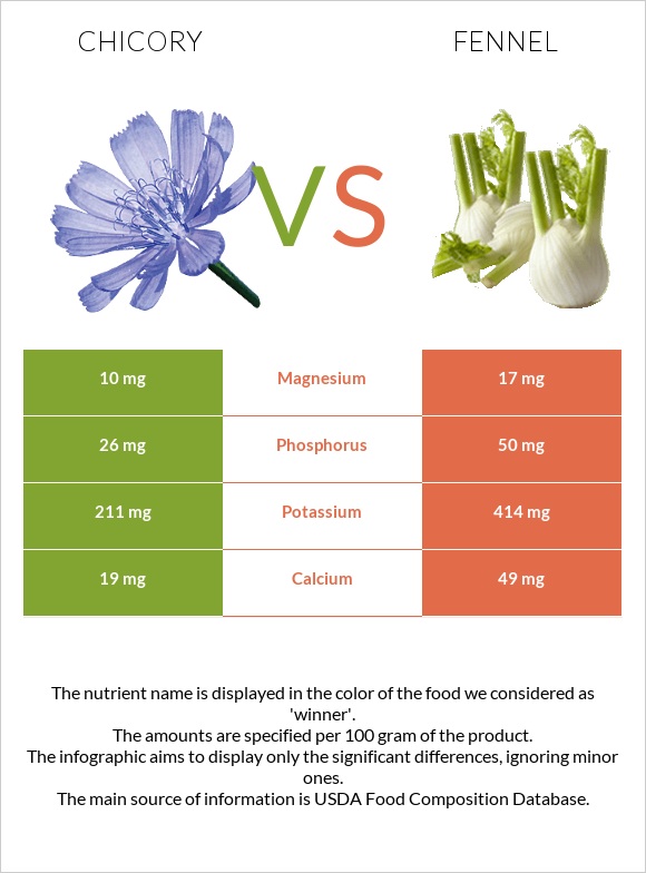 Chicory vs Fennel infographic