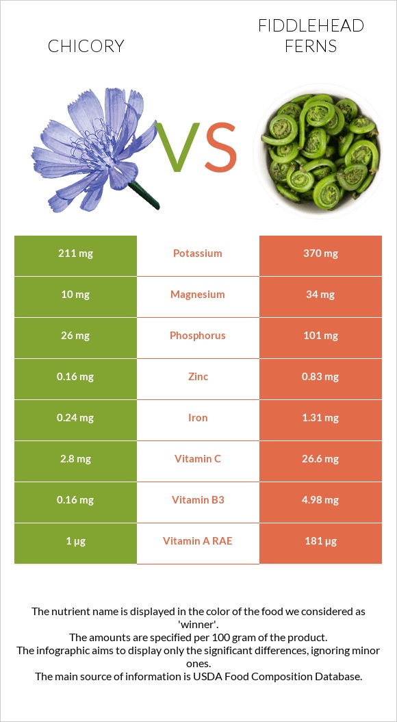 Chicory vs Fiddlehead ferns infographic