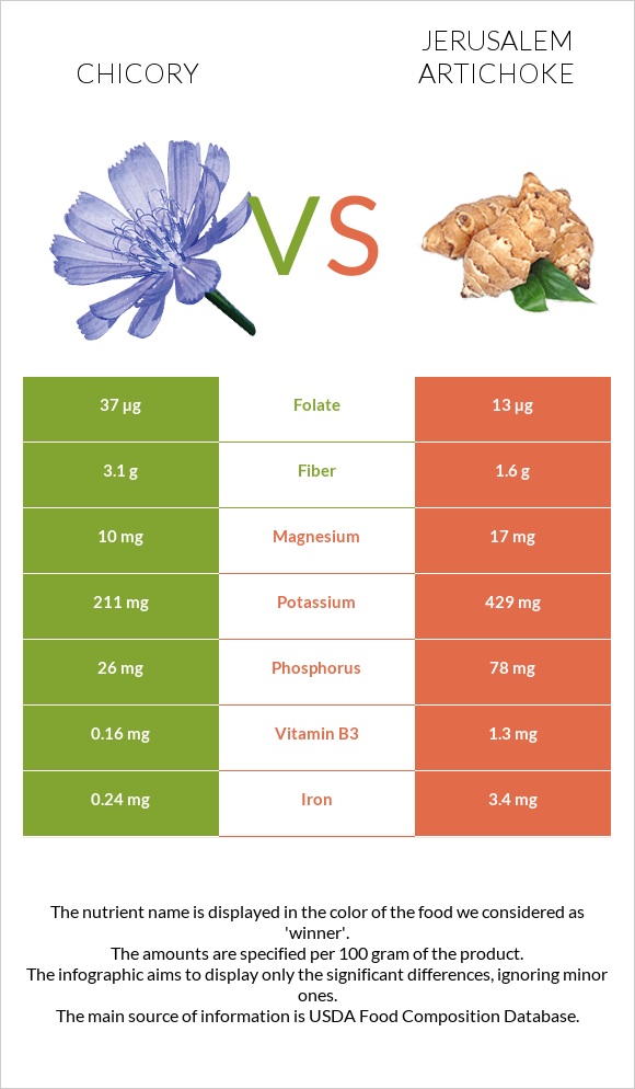 Chicory vs Jerusalem artichoke infographic