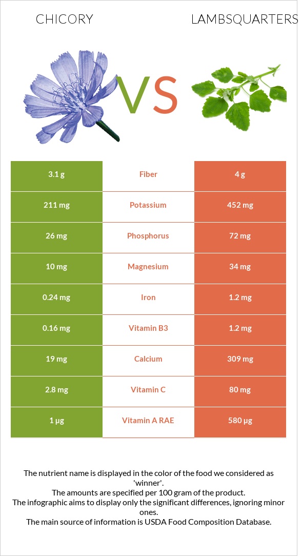 Chicory vs Lambsquarters infographic