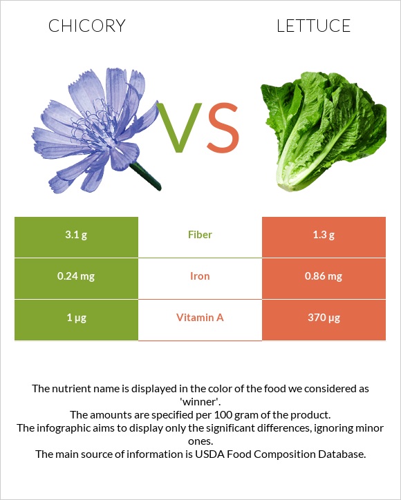 Chicory vs Lettuce infographic