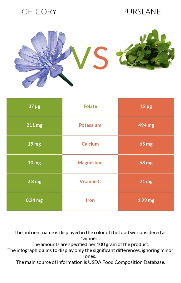 Chicory vs Purslane infographic