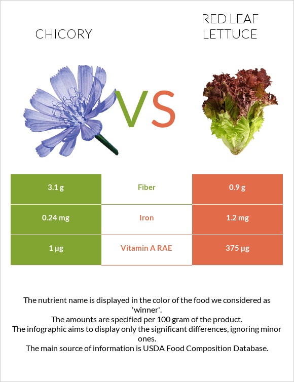 Chicory vs Red leaf lettuce infographic