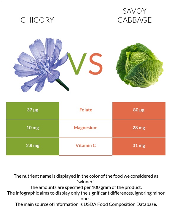 Chicory vs Savoy cabbage infographic