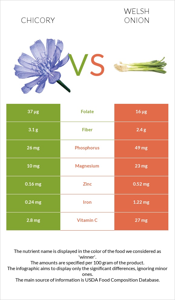 Chicory vs Welsh onion infographic