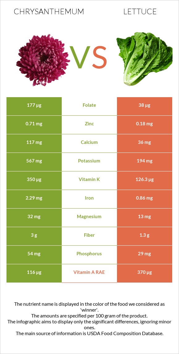 Chrysanthemum vs Lettuce infographic