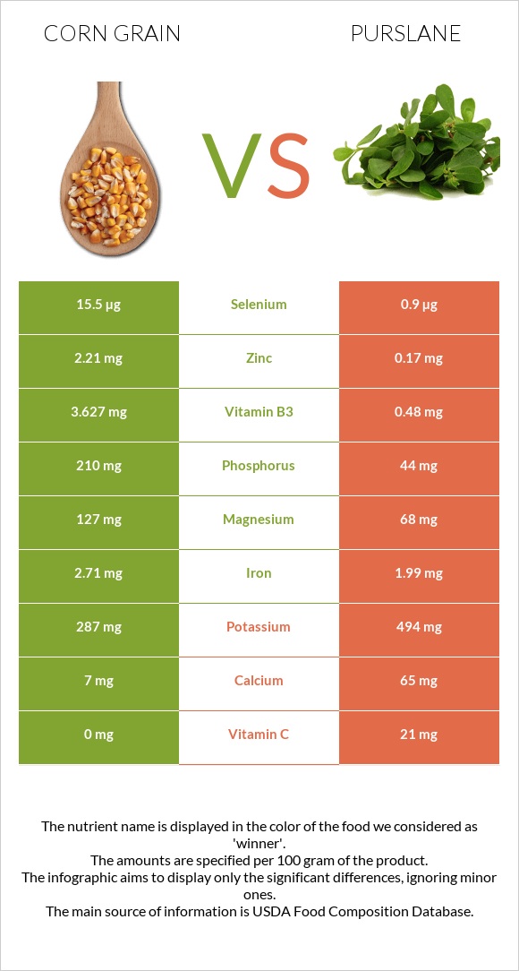 Corn grain vs Purslane infographic