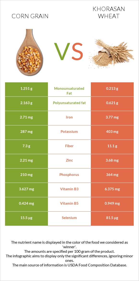 Corn grain vs Խորասան ցորենի infographic