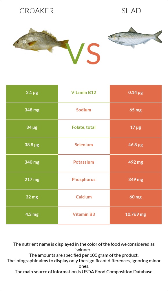 Croaker vs Shad infographic