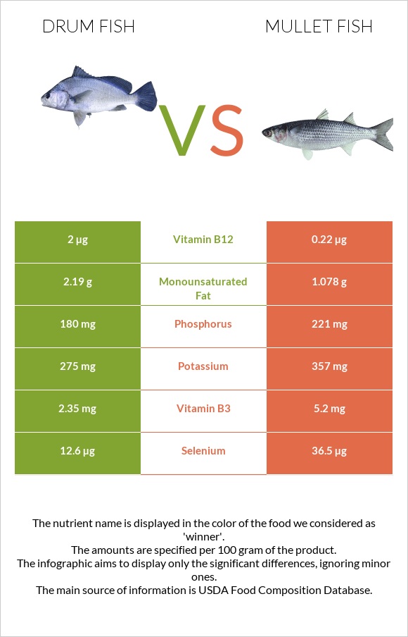 Drum fish vs Mullet fish infographic