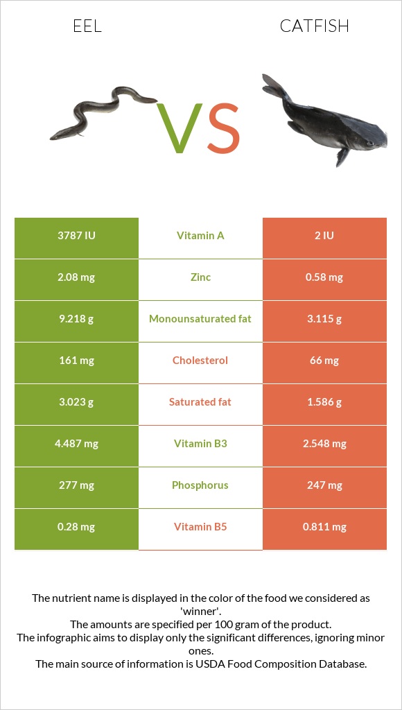 Eel vs Catfish infographic