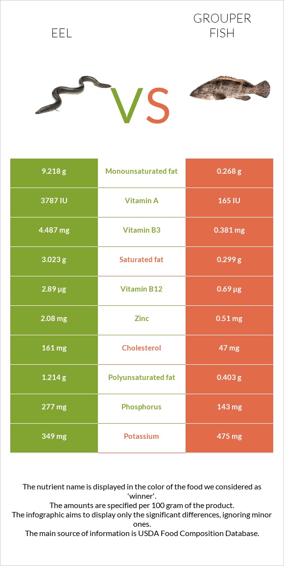 Eel vs Grouper fish infographic